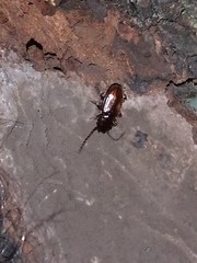 Laemophloeidae
