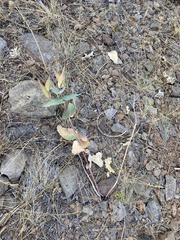 Asclepias cordifolia