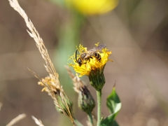 Halictus scabiosae