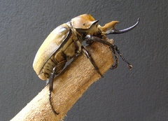 Megasoma elephas