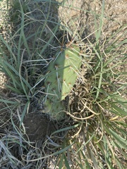 Opuntia cymochila
