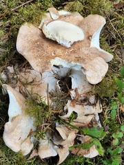 Albatrellus