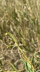 Hyles euphorbiae