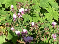 Pelargonium hispidum