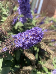 Buddleja