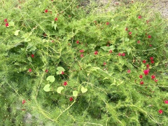 Ipomoea quamoclit