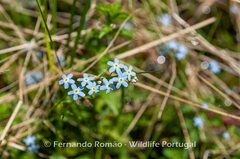 Myosotis secunda
