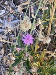 Stephanomeria virgata