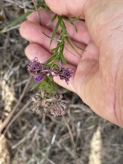 Liatris cylindracea