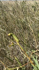 Hyles euphorbiae