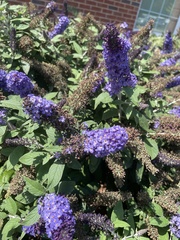 Buddleja