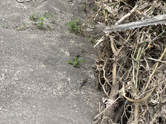 Aspidoscelis hyperythrus