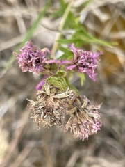 Liatris cylindracea