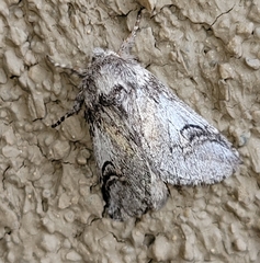 Astiptodonta aonides