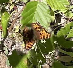 Polygonia satyrus