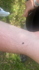 Plagiodera versicolora