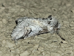 Astiptodonta aonides