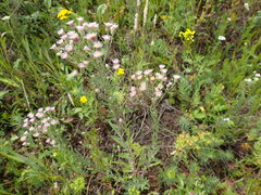 Erigeron acris podolicus