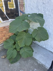 Paulownia tomentosa
