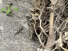 Aspidoscelis hyperythrus