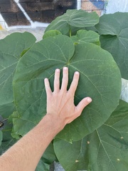 Paulownia tomentosa