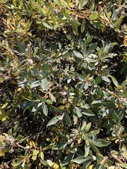 Salix brachycarpa