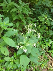 Ageratina altissima