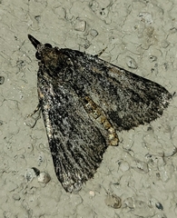 Omphalocera occidentalis