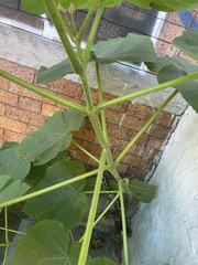 Paulownia tomentosa