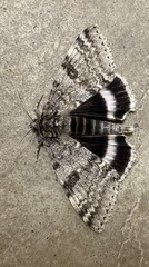 Catocala relicta