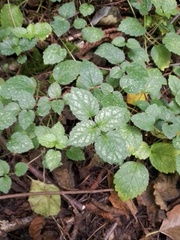 Lamium galeobdolon