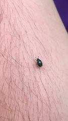 Plagiodera versicolora