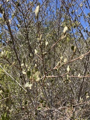 Ceanothus tomentosus