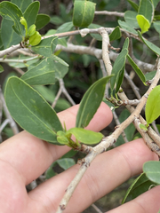 Pleradenophora bilocularis