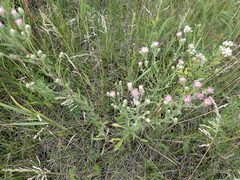 Erigeron acris podolicus