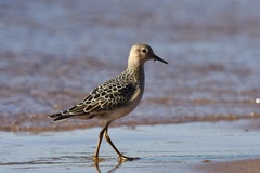 Calidris subruficollis