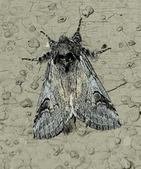 Astiptodonta aonides