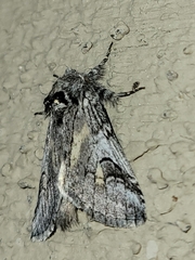 Astiptodonta aonides