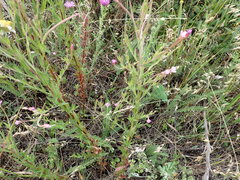 Epilobium tetragonum