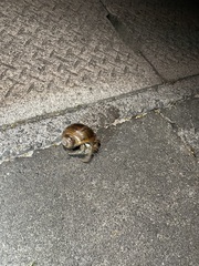 Coenobita cavipes