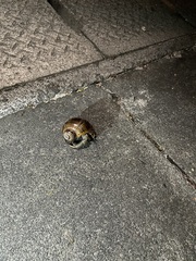 Coenobita cavipes