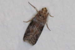 Sciota rubrisparsella