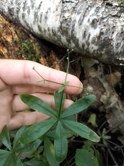 Galium odoratum