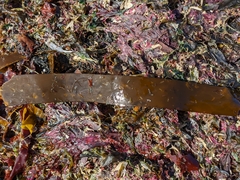 Laminaria digitata