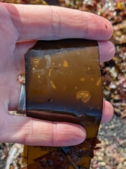 Laminaria digitata