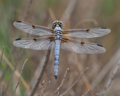 Libellula composita
