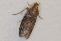 Sciota rubrisparsella