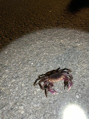 Geograpsus grayi