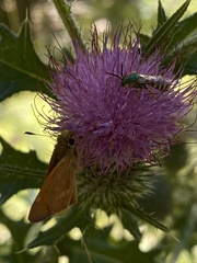 Agapostemon texanus