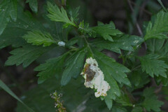 Calycomyza artemisiae